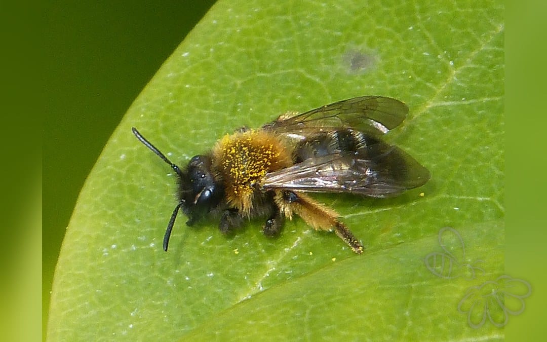 Glinsende Jordbi