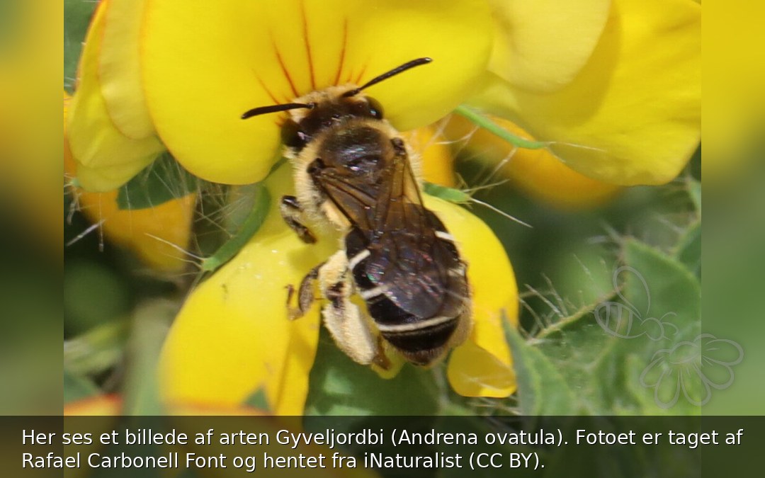 Gyveljordbi