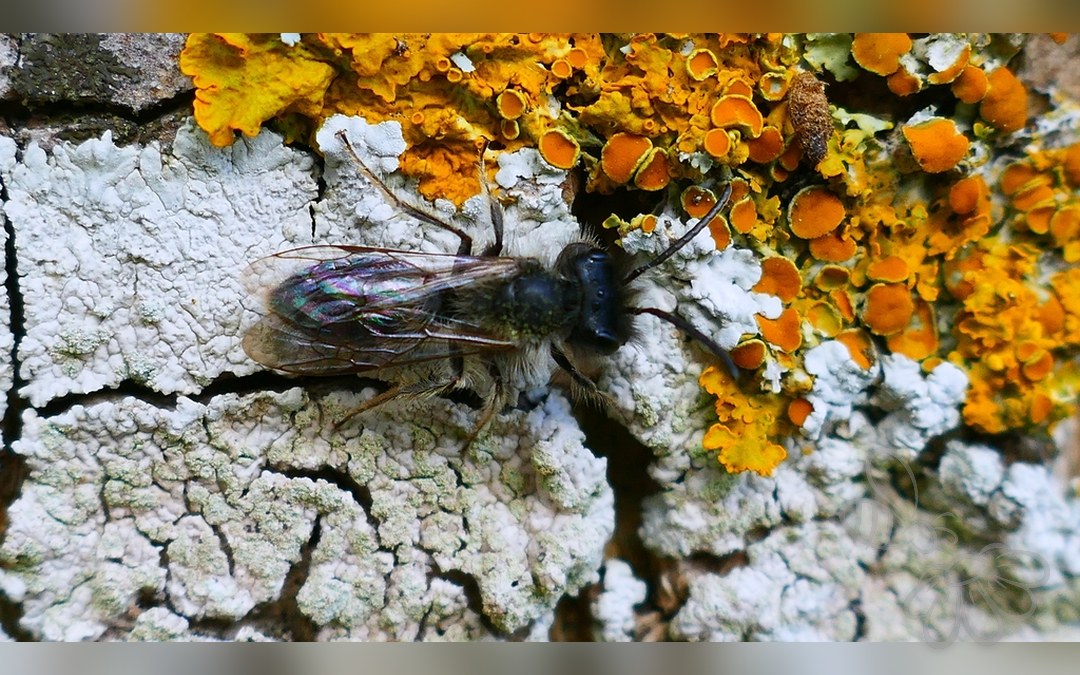 Her ses et billede af arten Forårsjordbi (Andrena praecox). Billedet er hentet fra iNaturalist (CC0).