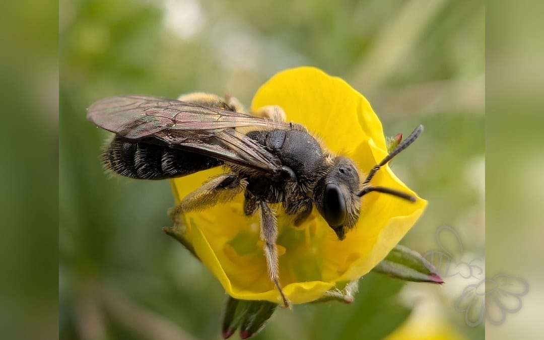 Her ses et billede af arten Skovsmåjordbi (Andrena subopaca). Fotoet er taget af Jack Alcorn og hentet fra iNaturalist (CC BY).