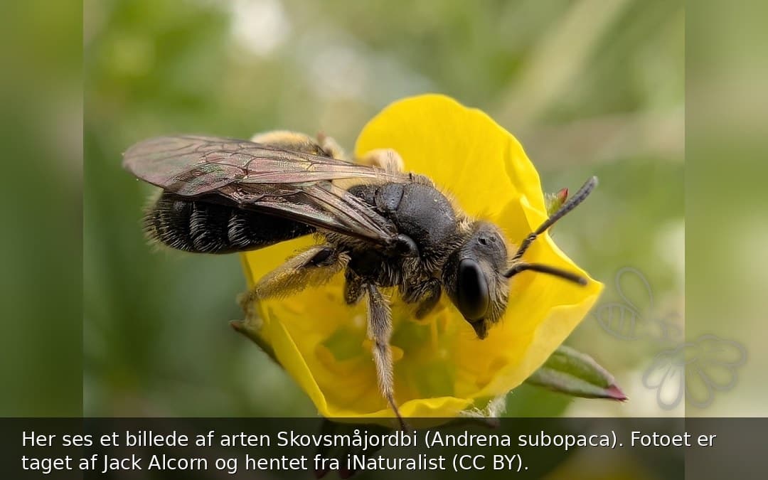 Skovsmåjordbi