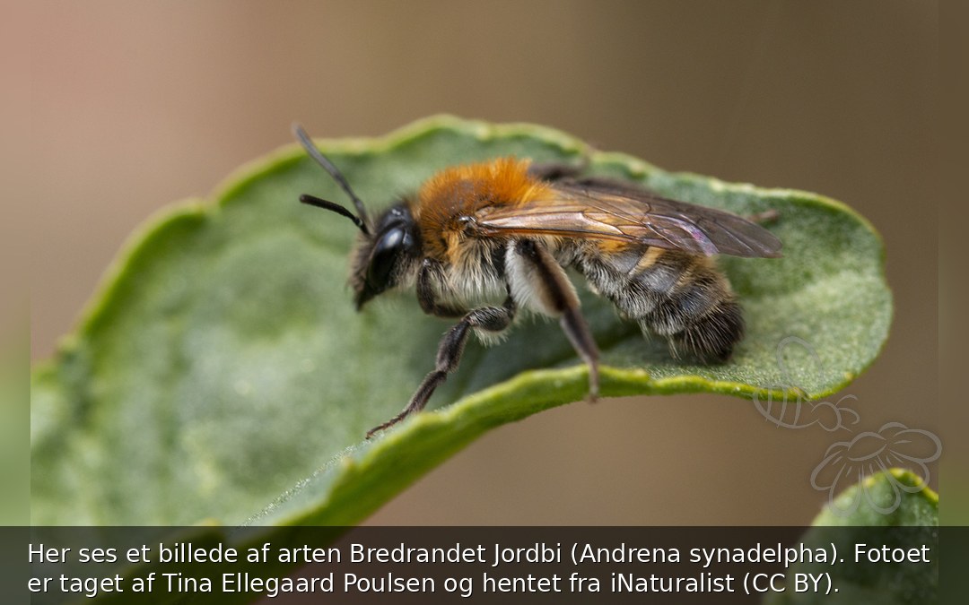 Bredrandet Jordbi