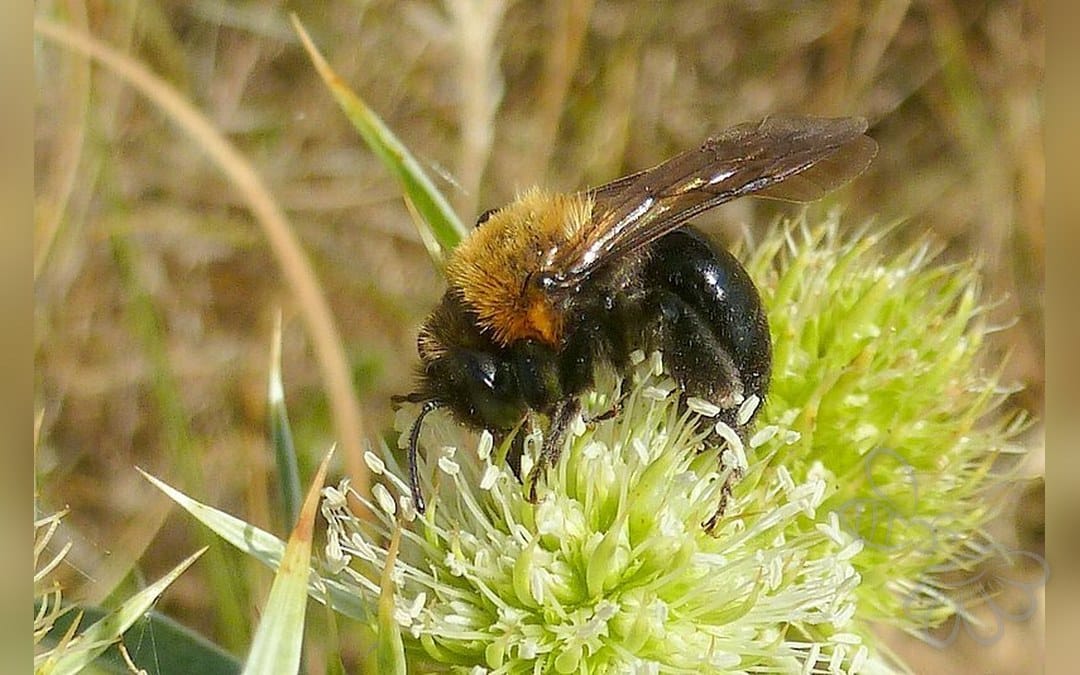 Her ses et billede af arten Kystjordbi (Andrena thoracica). Billedet er hentet fra iNaturalist (CC0).