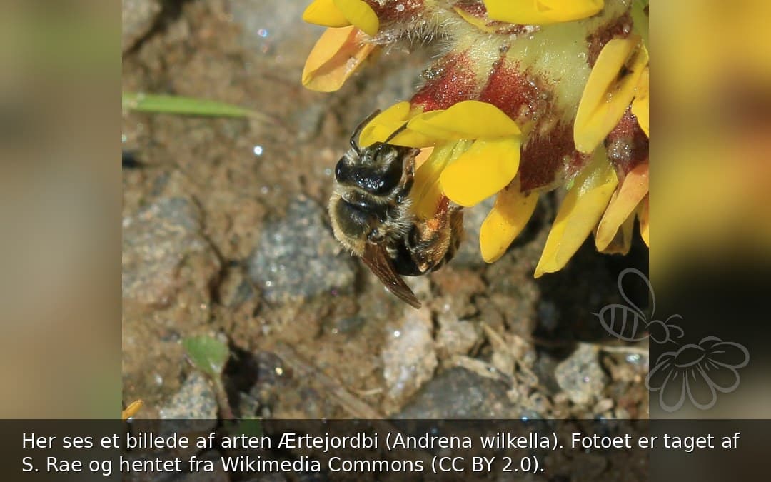 Ærtejordbi