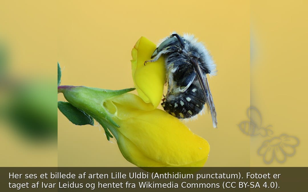 Lille Uldbi