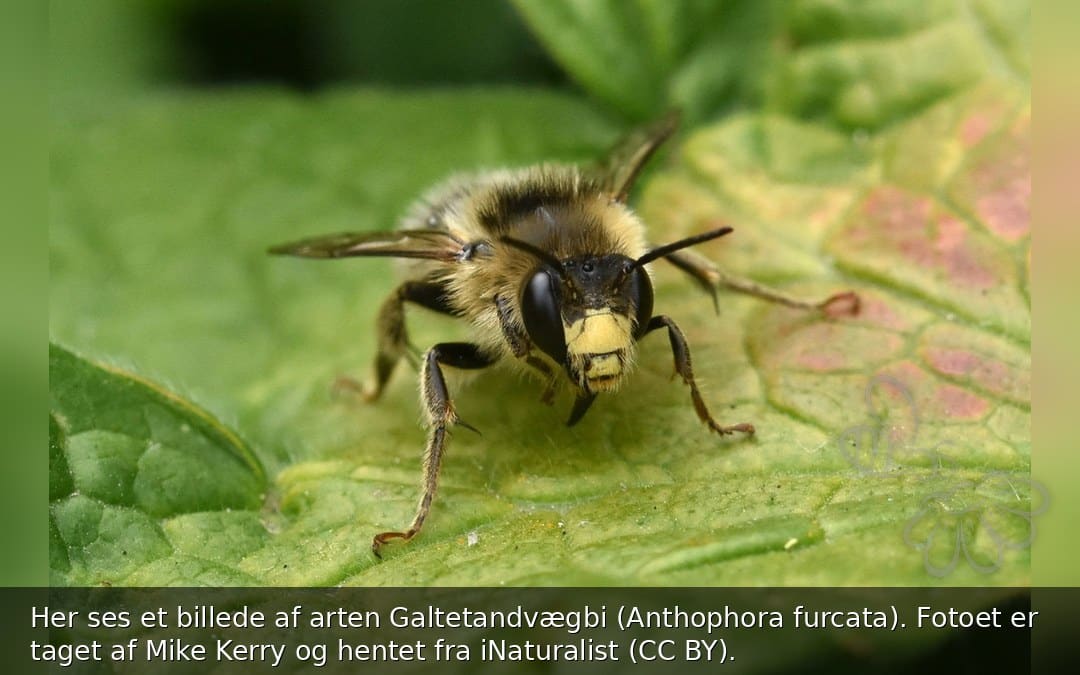 Galtetandvægbi