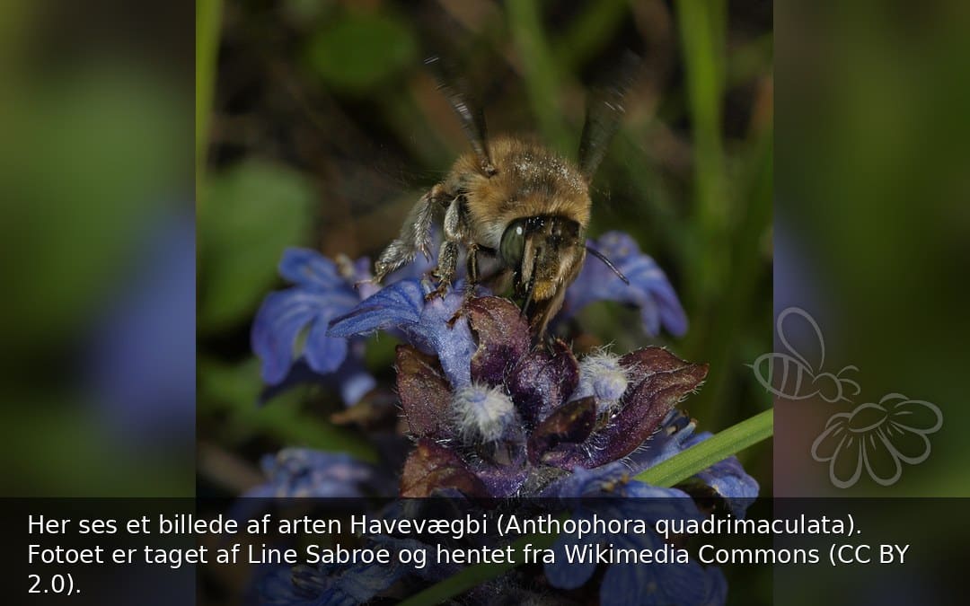 Havevægbi