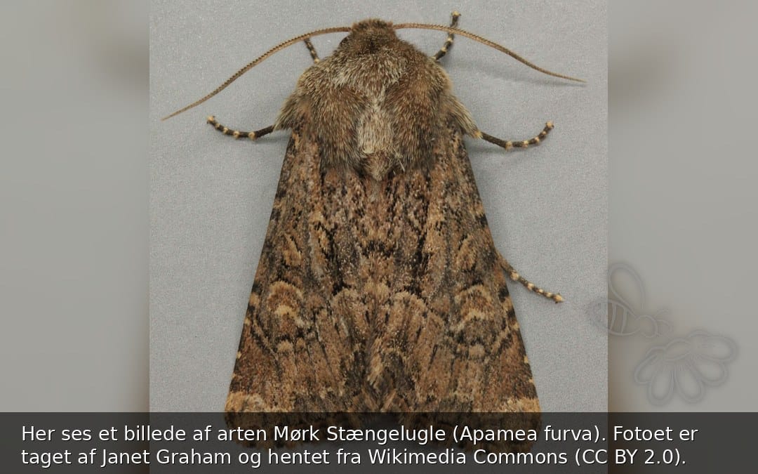 Mørk Stængelugle