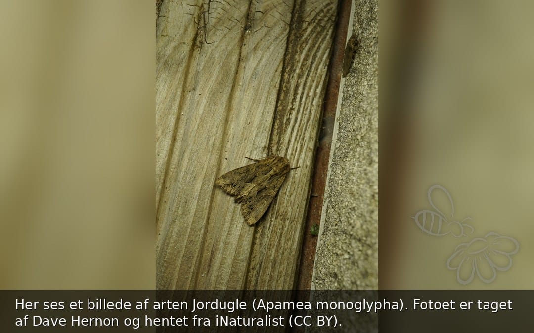 Jordugle