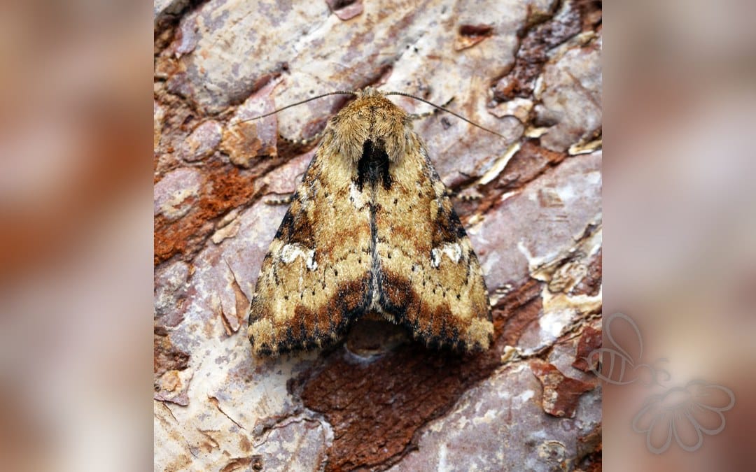 Her ses et billede af arten Sneppe-Stængelugle (Apamea scolopacina). Fotoet er taget af Ben Sale og hentet fra Wikimedia Commons (CC BY 2.0).
