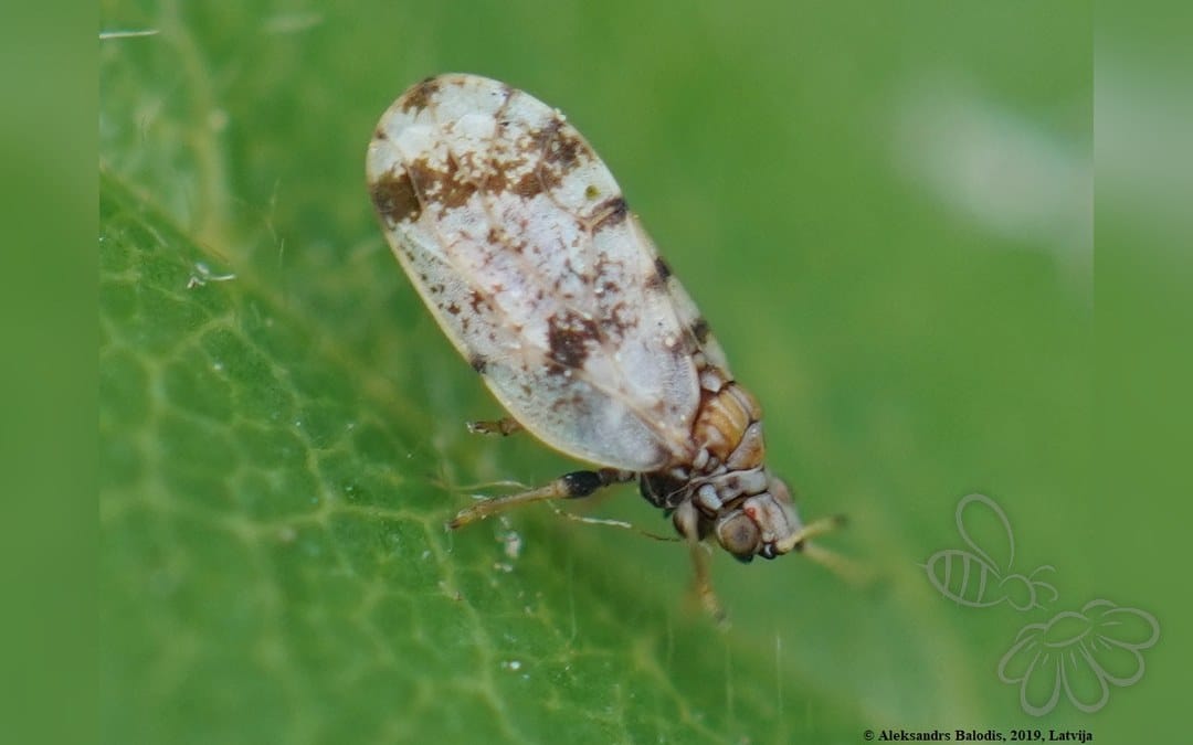 Aphalara ulicis