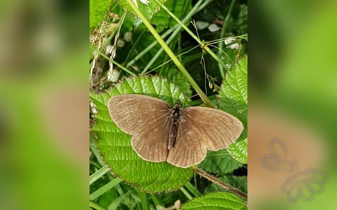 Her ses et billede af arten Engrandøje (Aphantopus hyperantus). Billedet er hentet fra iNaturalist (CC0).