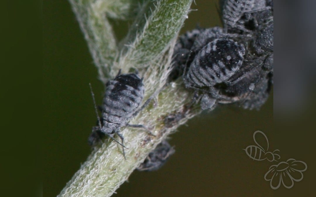 Her ses et billede af arten Musevikkebladlus (Aphis craccae). Fotoet er taget af Sandy Rae og hentet fra Wikimedia Commons (CC BY-SA 3.0).