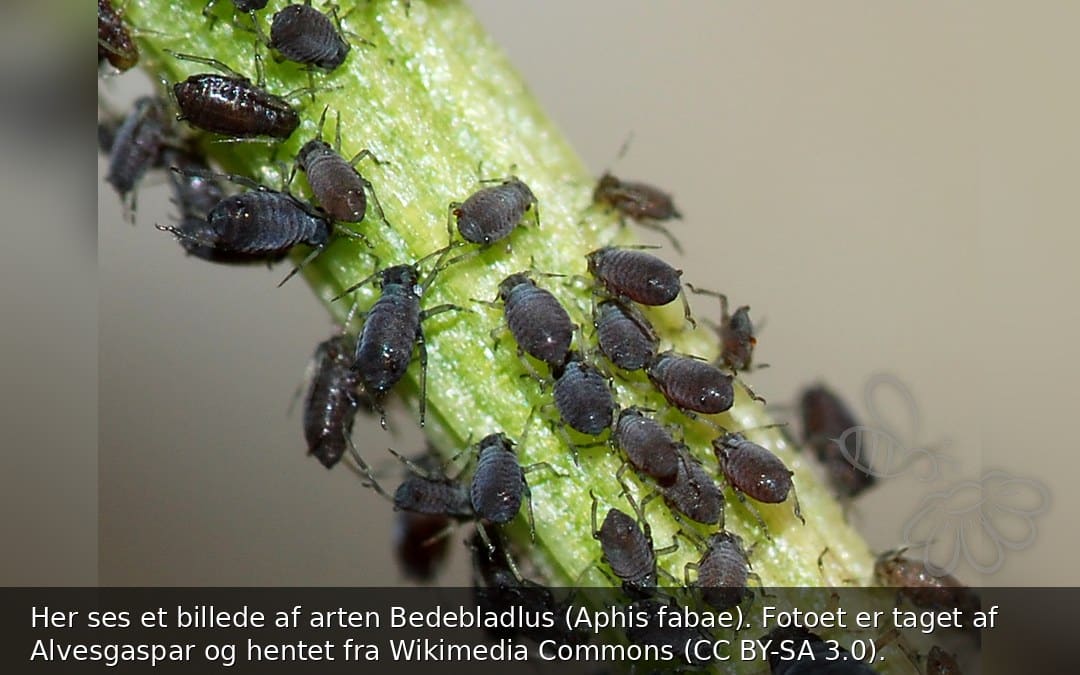 Bedebladlus