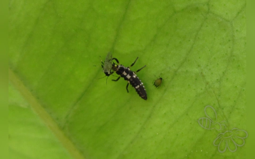 Aphis spiraecola