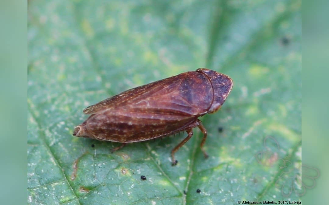 Aphrodes bicinctus