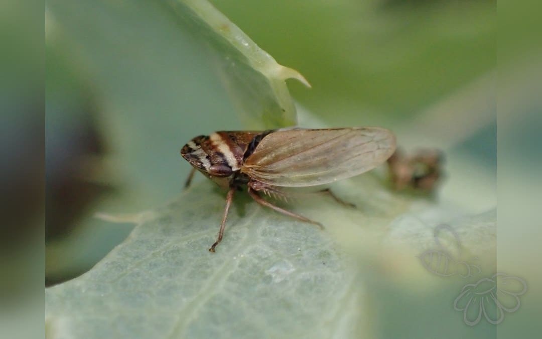 Her ses et billede af arten Kløverjordcikade (Aphrodes makarovi). Fotoet er taget af Adrien Cozannet og hentet fra iNaturalist (CC BY).