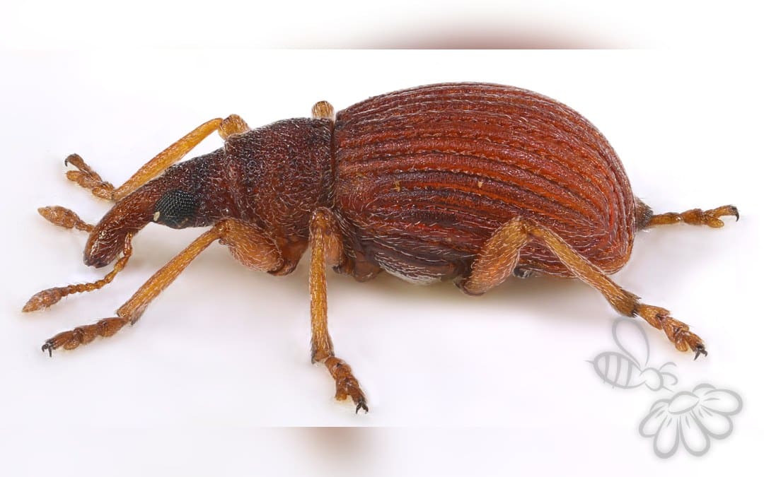 Apion cruentatum