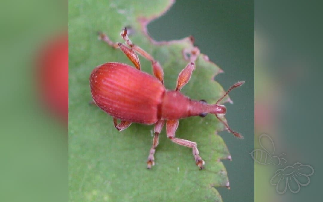 Apion frumentarium