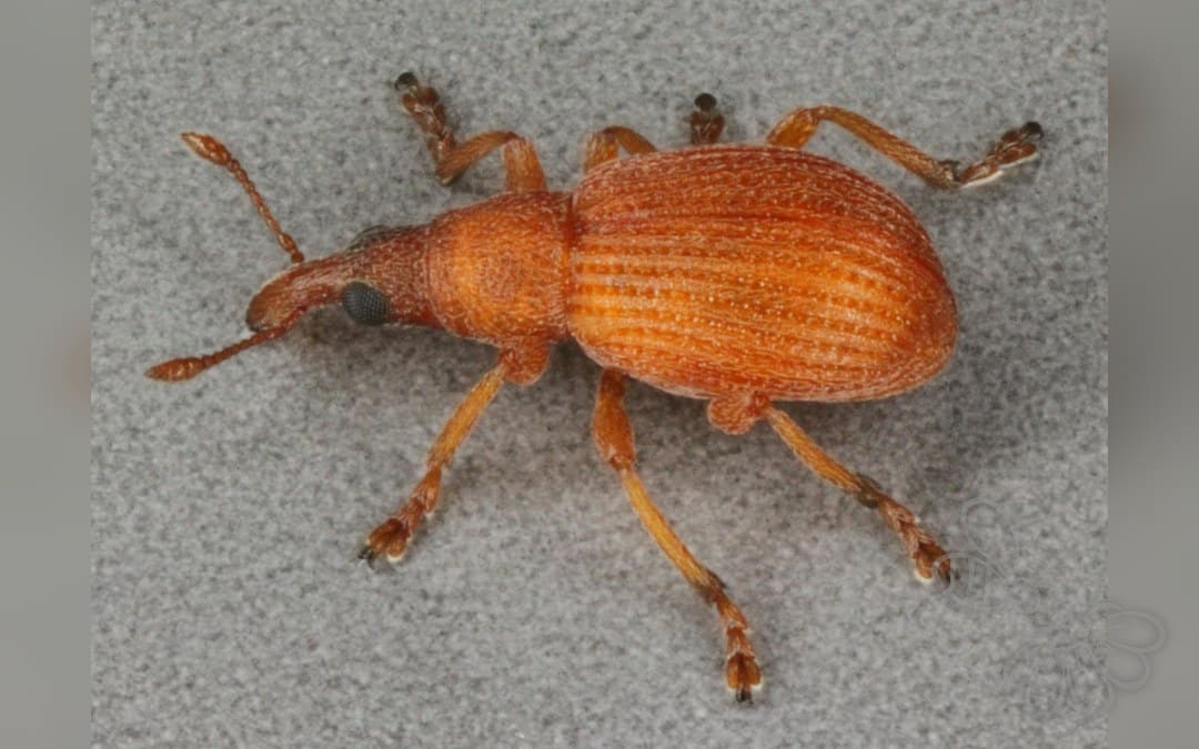 Apion haematodes