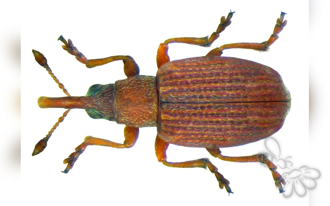 Apion rubens