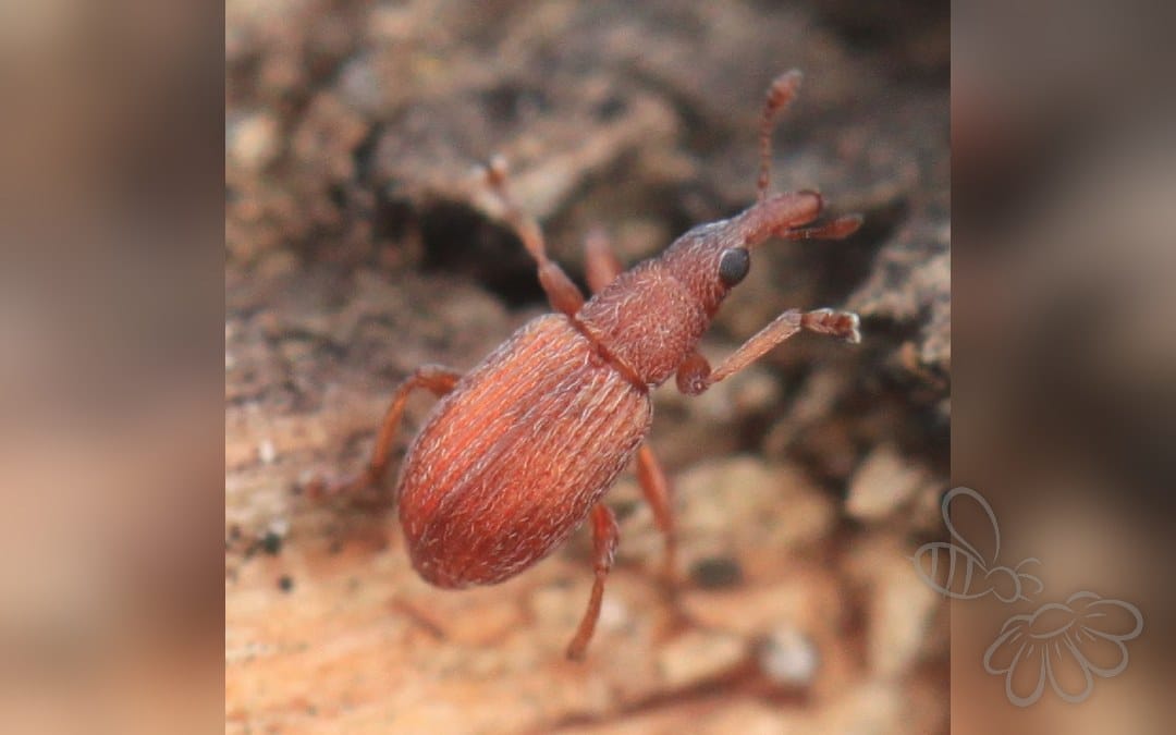 Apion rubiginosum
