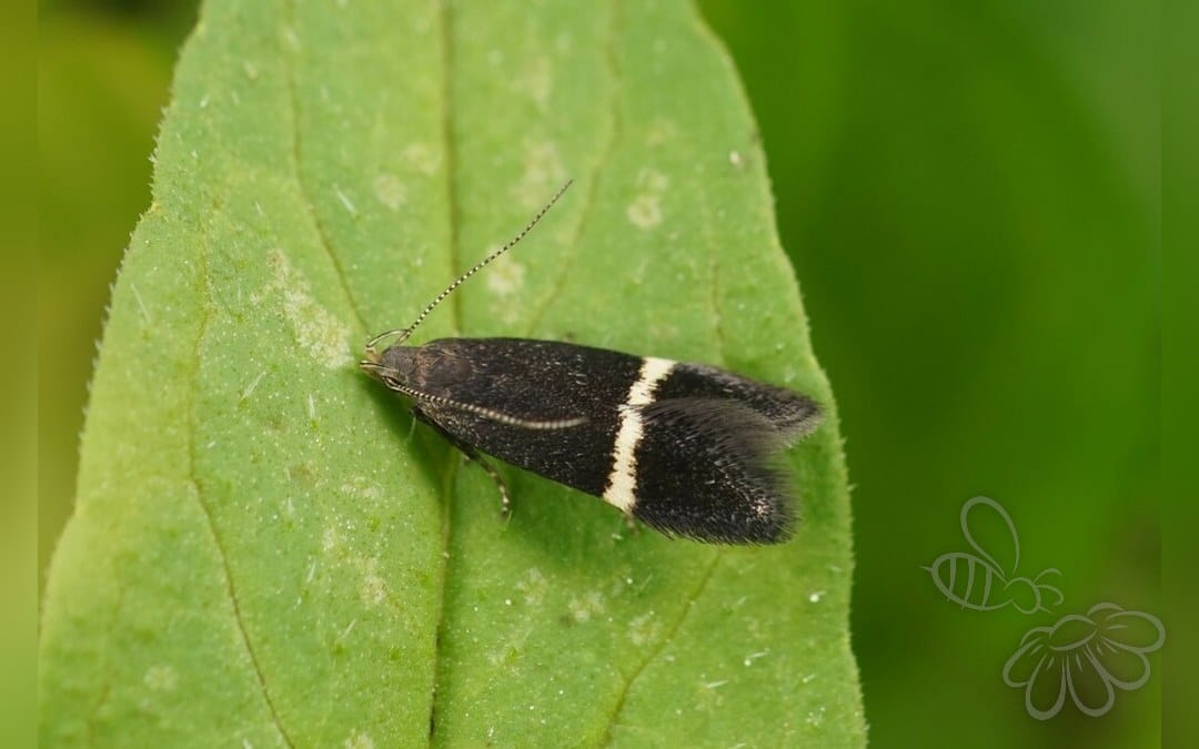 Her ses et billede af arten Aproaerema cinctella. Fotoet er taget af Linda Lötjönen og hentet fra iNaturalist (CC BY).
