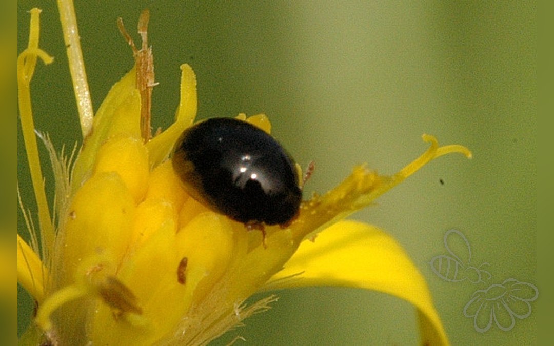 Apteropeda orbiculata