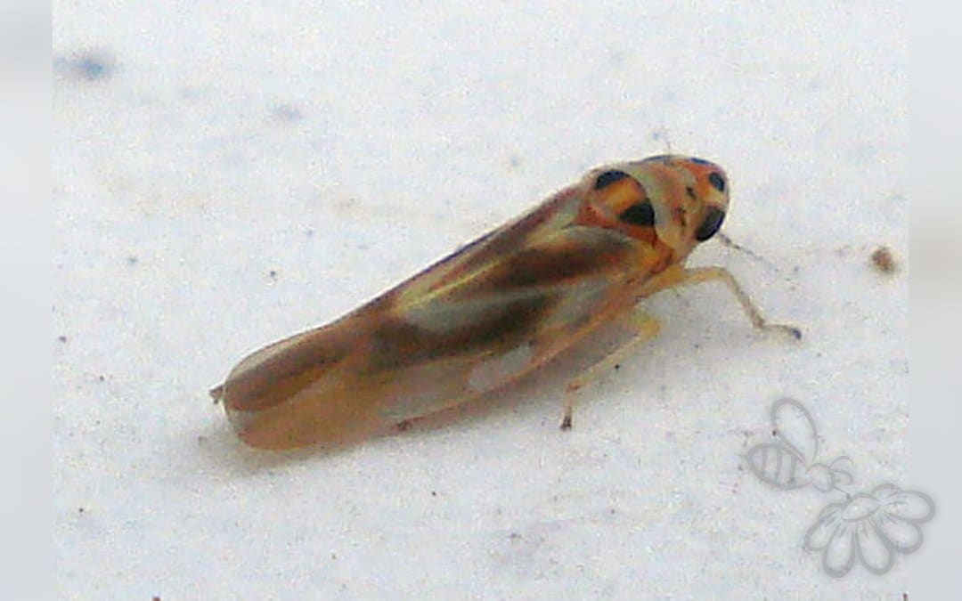 Arboridia parvula