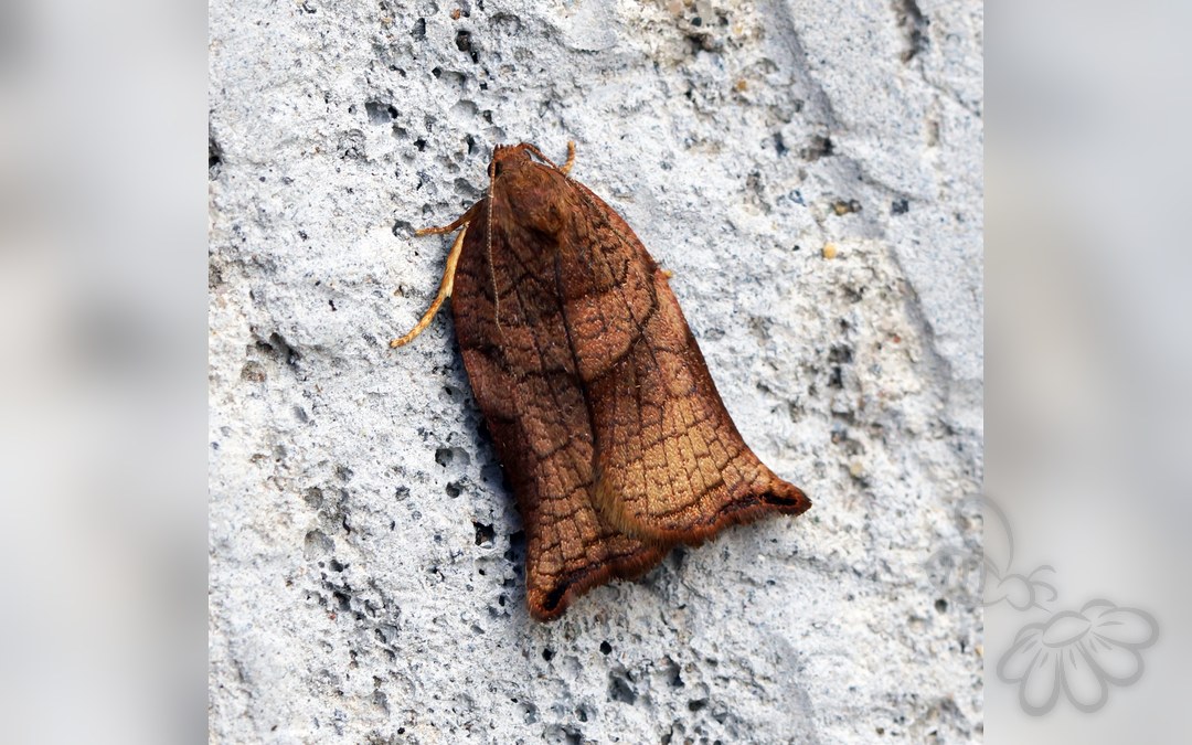 Her ses et billede af arten Frugttræsommervikler (Archips podana). Fotoet er taget af Ben Sale og hentet fra Wikimedia Commons (CC BY 2.0).