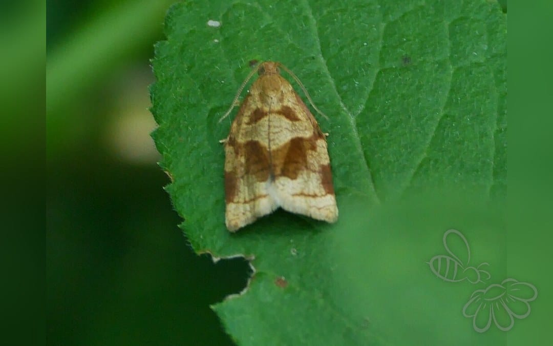 Her ses et billede af arten Busksommervikler (Archips rosana). Fotoet er taget af Roman og hentet fra iNaturalist (CC BY).