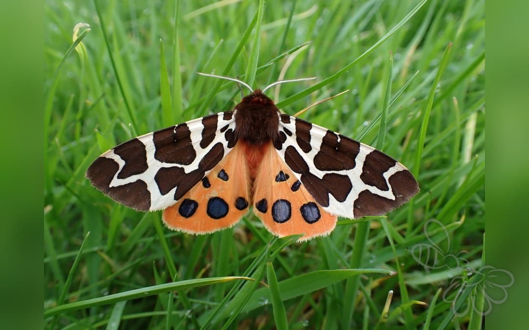 Her ses et billede af arten Brun Bjørnespinder (Arctia caja). Fotoet er taget af carnifex og hentet fra iNaturalist (CC BY).