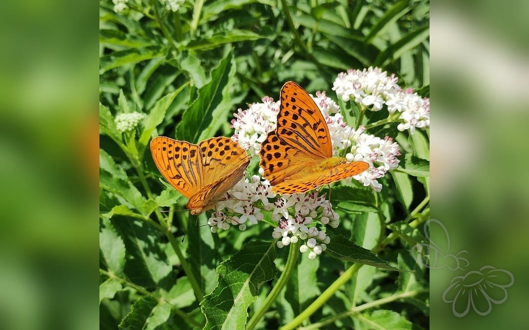 Her ses et billede af arten Kejserkåbe (Argynnis paphia). Billedet er hentet fra iNaturalist (CC0).
