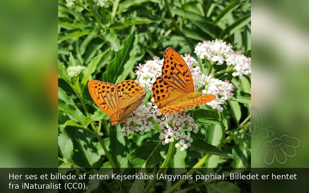 Kejserkåbe