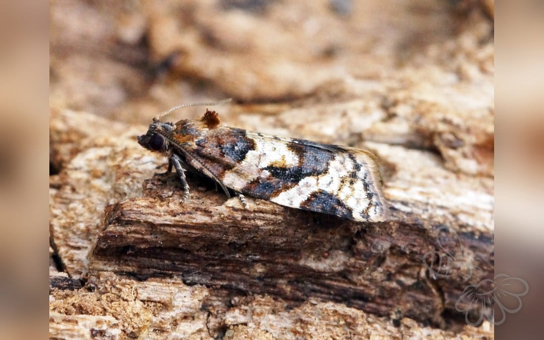 Her ses et billede af arten Argyrotaenia ljungiana. Fotoet er taget af Ben Sale og hentet fra Wikimedia Commons (CC BY 2.0).