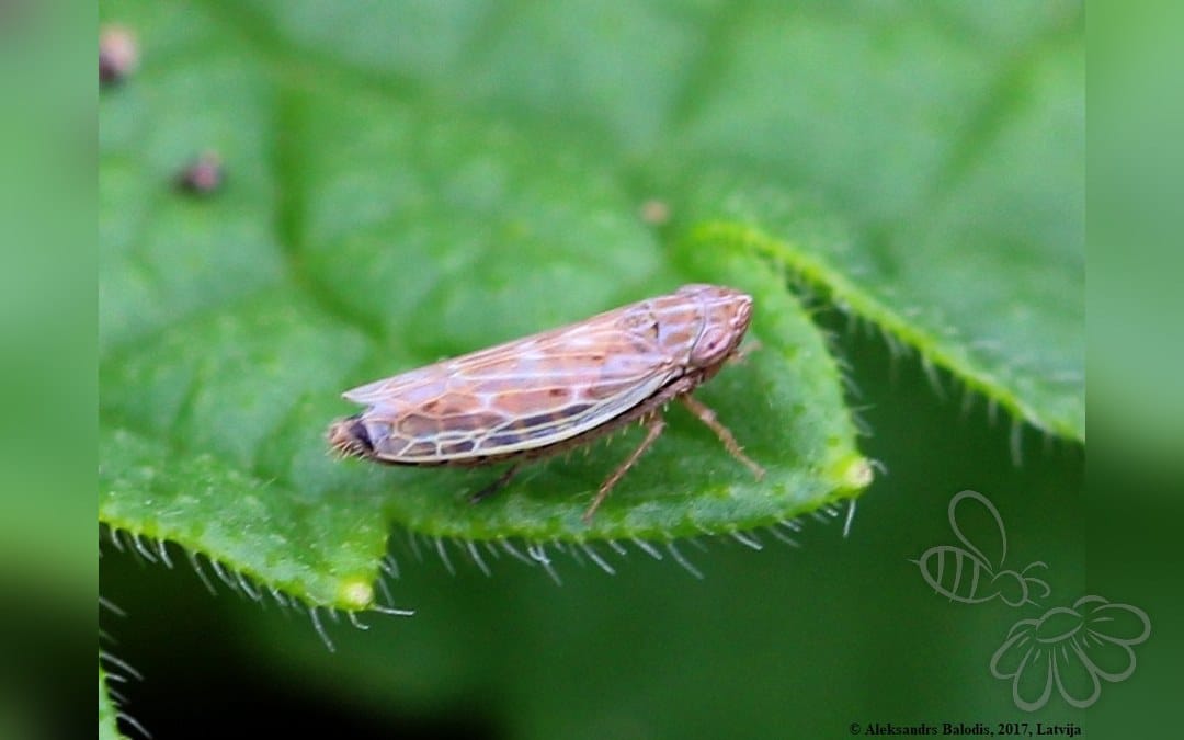 Arocephalus longiceps