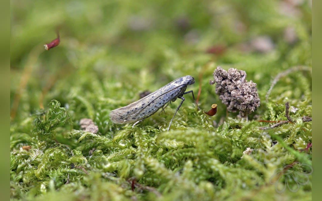 Her ses et billede af arten Aspilapteryx tringipennella. Fotoet er taget af Nigel Voaden og hentet fra iNaturalist (CC BY).