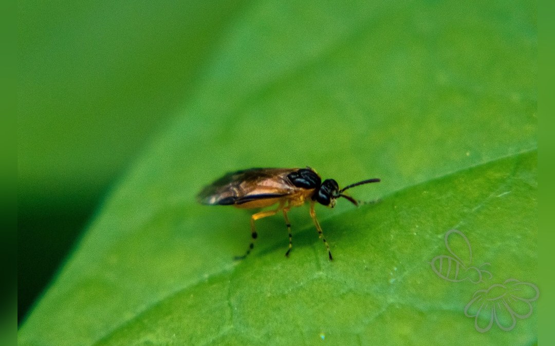 Athalia cordata