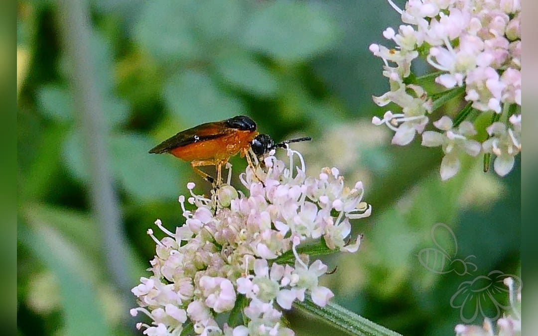 Her ses et billede af arten Athalia liberta. Billedet er hentet fra iNaturalist (CC0).