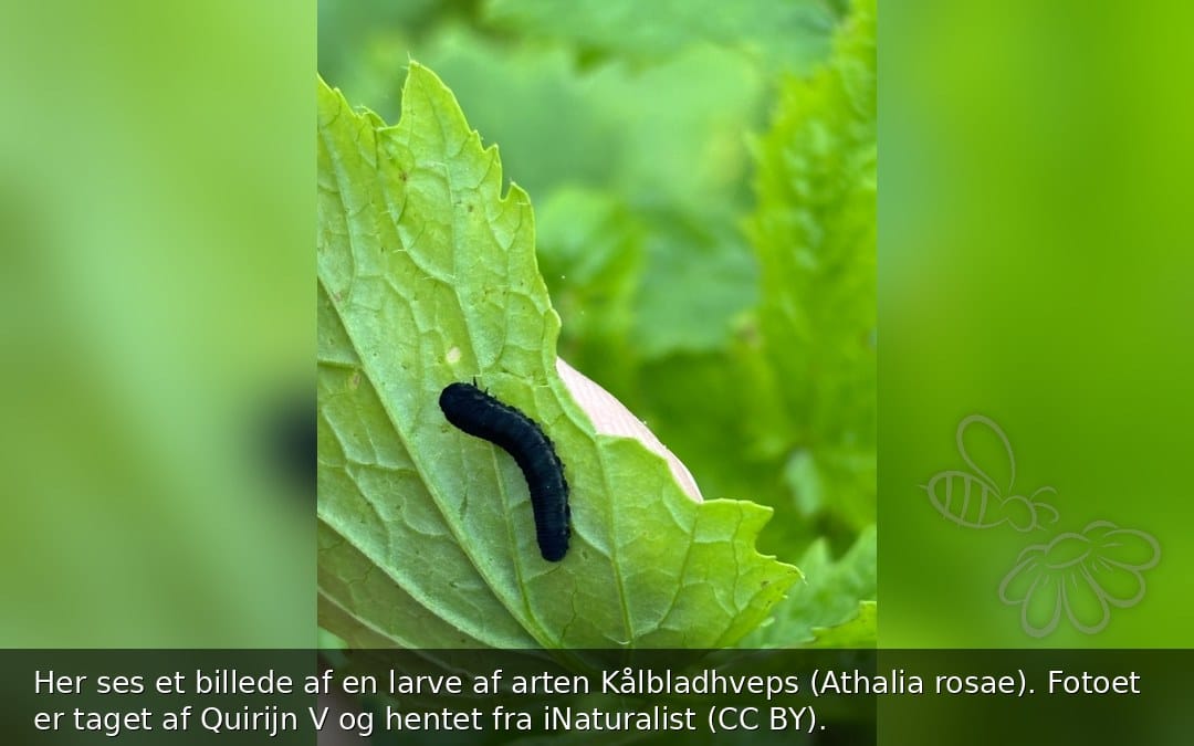 Her ses et billede af en larve af arten Kålbladhveps (Athalia rosae). Fotoet er taget af Quirijn V og hentet fra iNaturalist (CC BY).