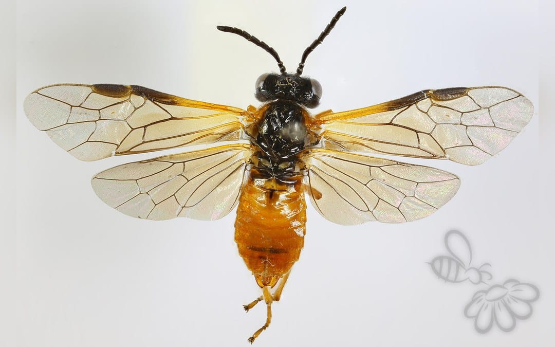 Her ses et billede af arten Athalia scutellariae. Fotoet er taget af Janet Graham og hentet fra Wikimedia Commons (CC BY 2.0).