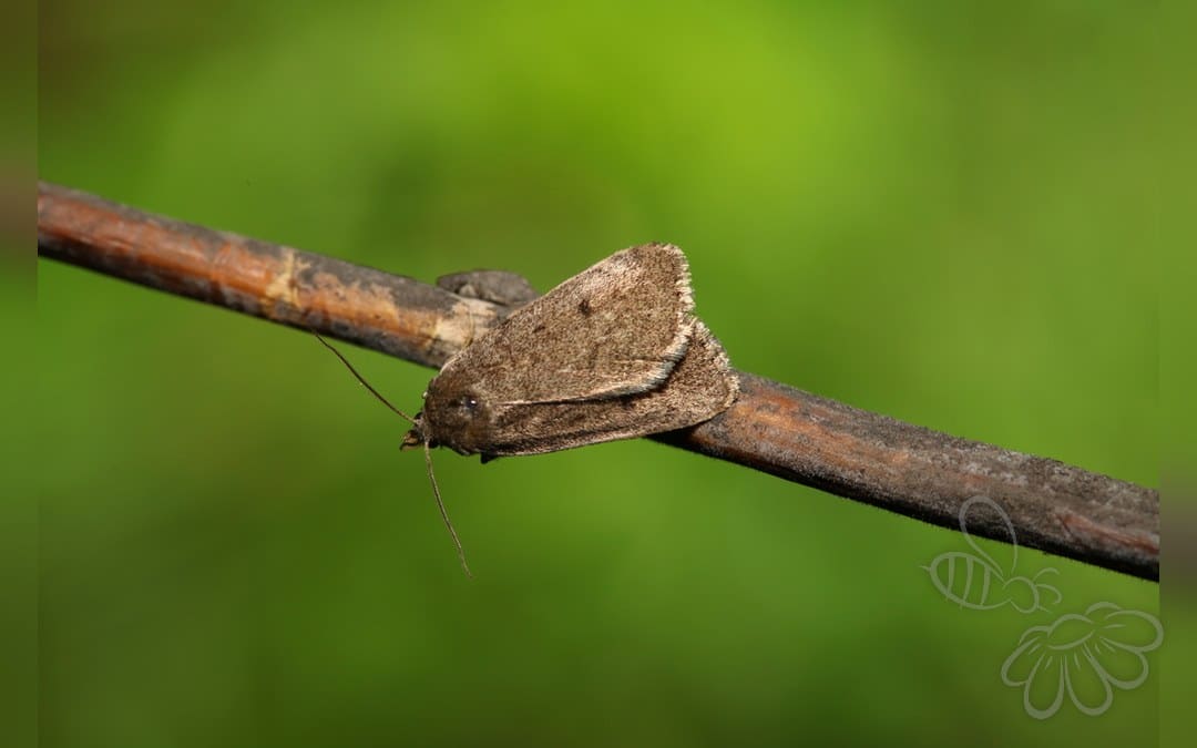 Sumpugle