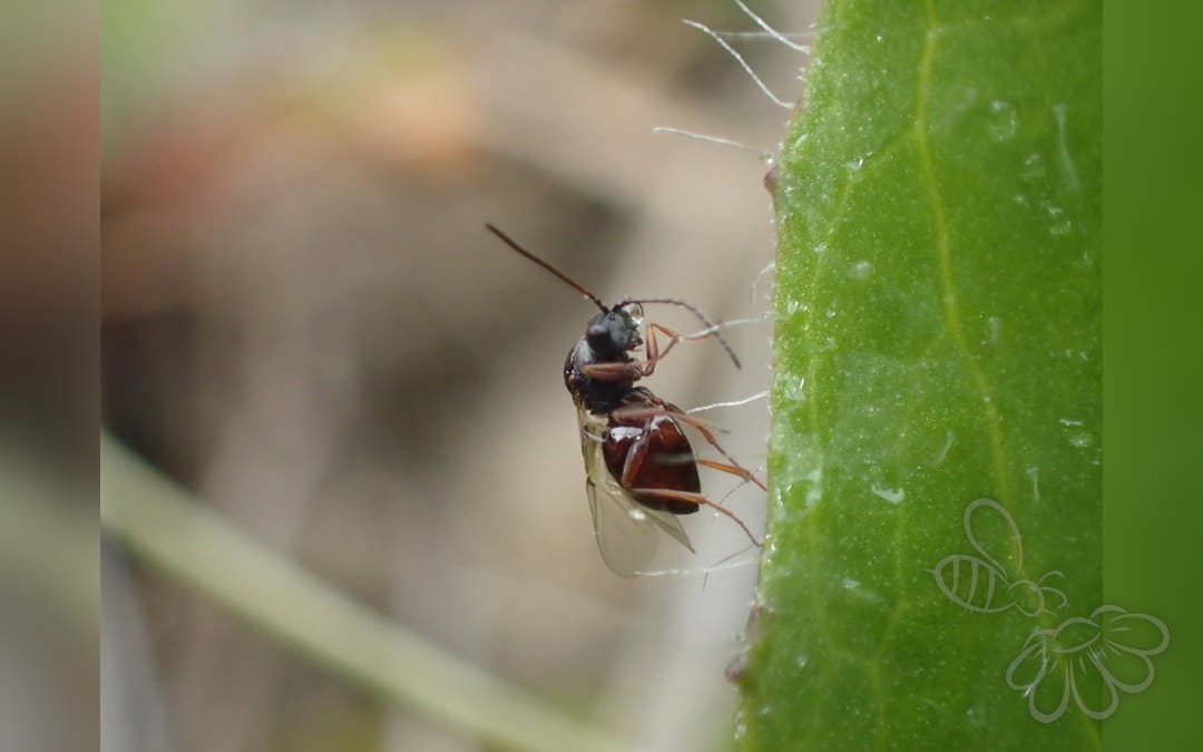 Her ses et billede af arten Aulacidea subterminalis. Fotoet er taget af Liadan Dickie og hentet fra iNaturalist (CC BY).