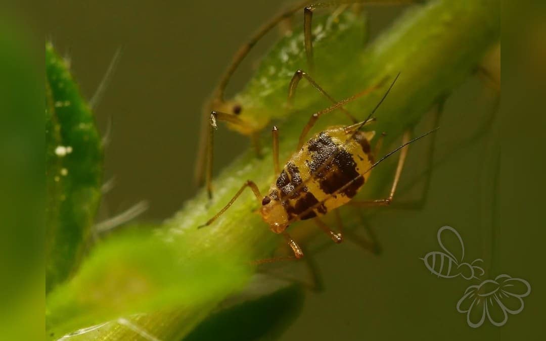 Her ses et billede af arten Plettet Væksthusbladlus (Aulacorthum circumflexum). Fotoet er taget af Alexis Tinker-Tsavalas og hentet fra iNaturalist (CC BY).