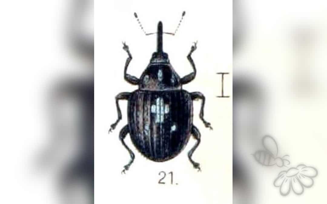 Auleutes epilobii