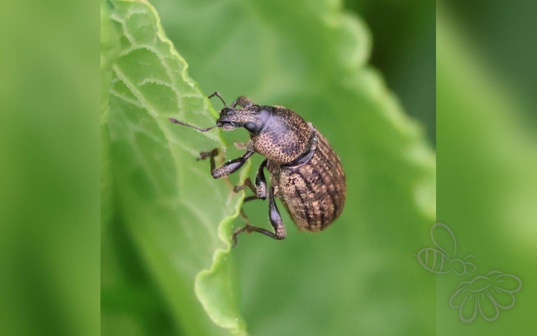 Her ses et billede af arten Barynotus obscurus. Fotoet er taget af Will Linnard og hentet fra iNaturalist (CC BY).