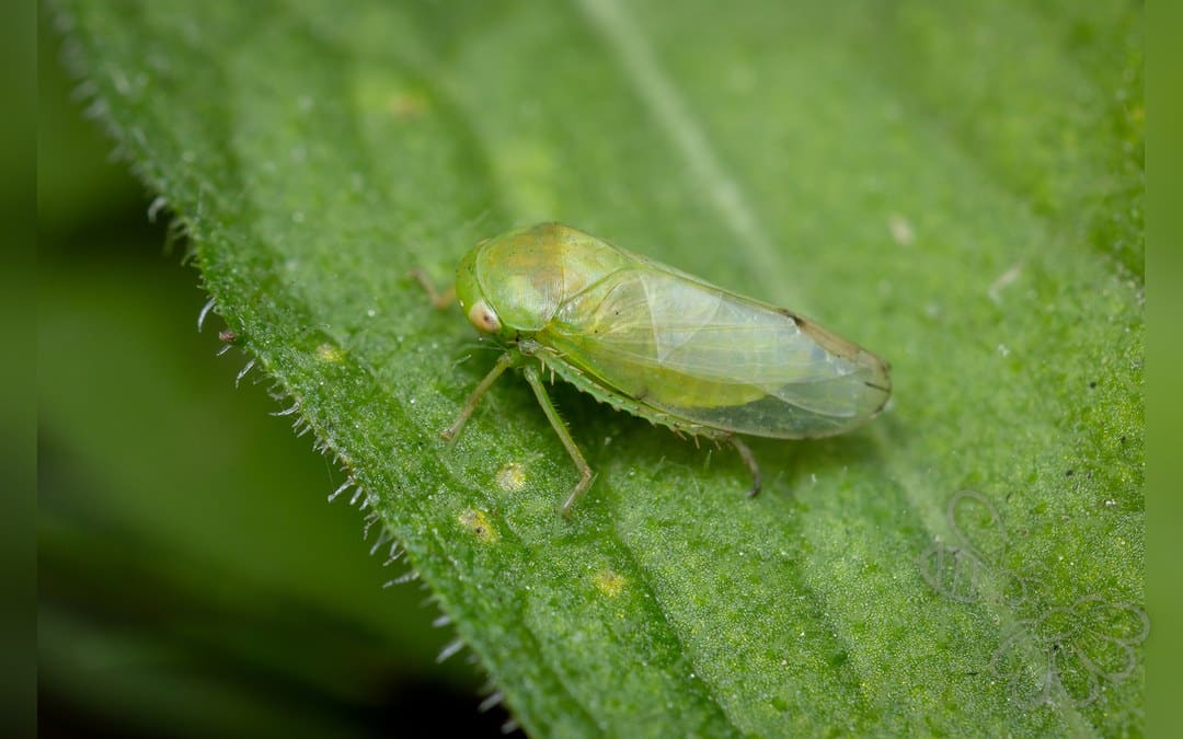 Her ses et billede af arten Batracomorphus allionii. Fotoet er taget af Chris Kirby-Lambert og hentet fra iNaturalist (CC BY).