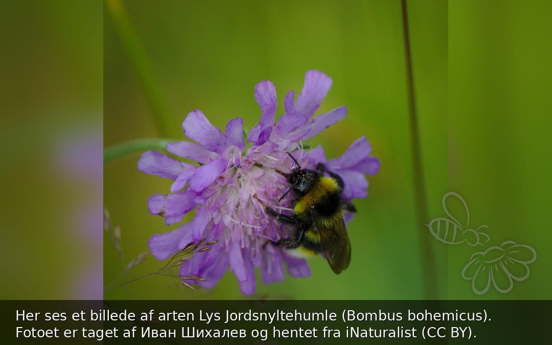 Lys Jordsnyltehumle