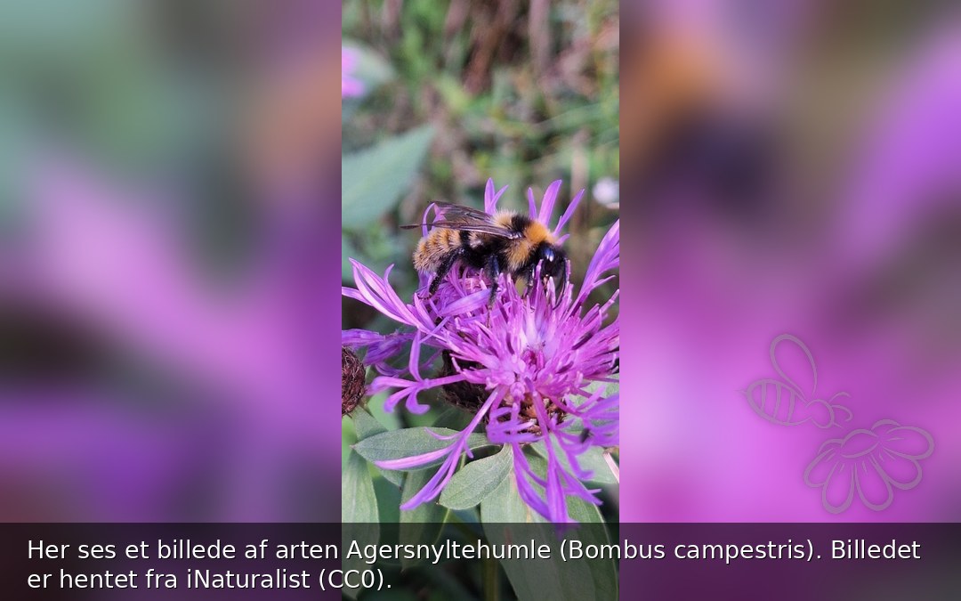 Agersnyltehumle
