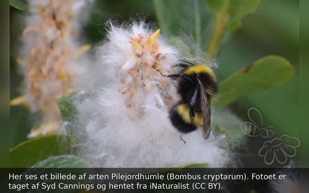 Pilejordhumle
